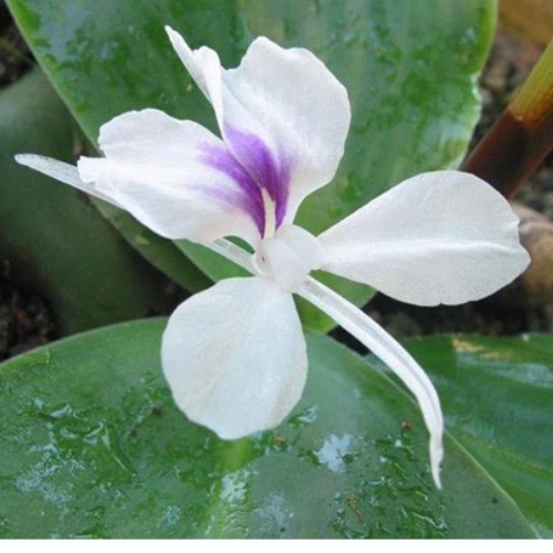 CHIẾT XUẤT ĐỊA LIỀN (Phục hồi)